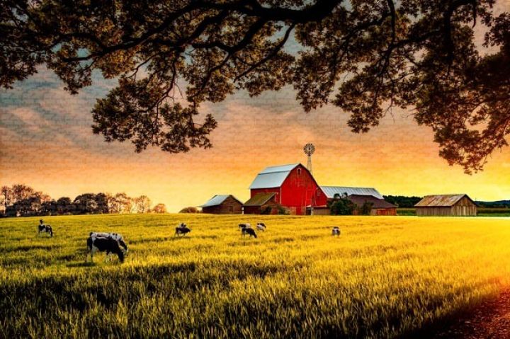 Azərbaycanda Hollandiyanın hesabına model ferma yaradılacaq