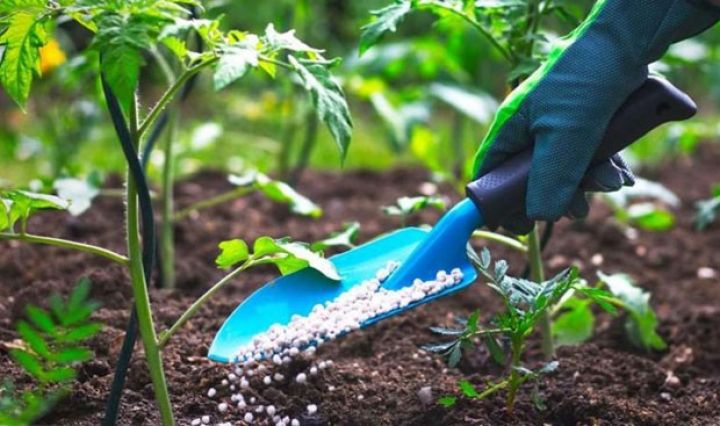 Gübrə təchizatçısı olmaq istəyənlərin nəzərinə!