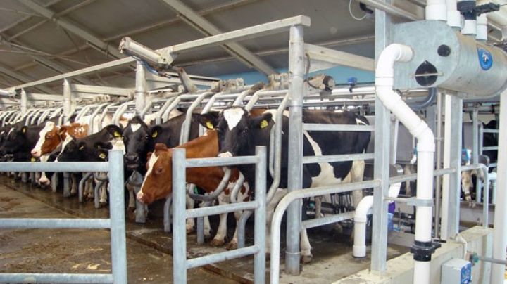 Bu təsərrüfatda hər inəkdən 7 tona yaxın süd sağılıb 