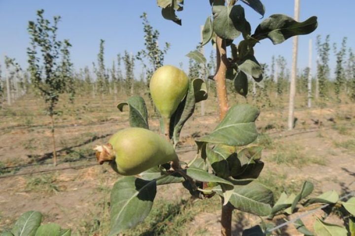 “Azfrut” meyvə bağlarının salınması üçün investor axtarır