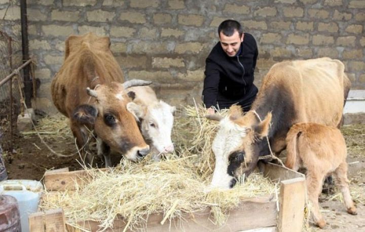 Azərbaycanda mal-qara, qoyun və keçi azalıb