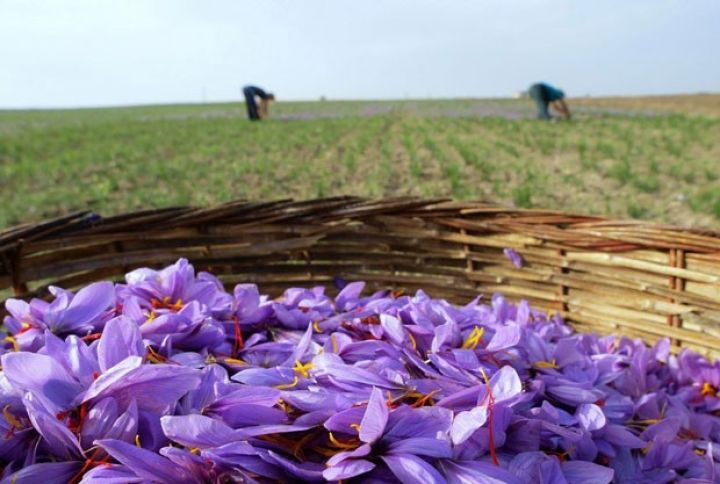 Zəfərandan müxtəlif məhsullar istehsal ediləcək - ABŞERONDA YENİ LAYİHƏ