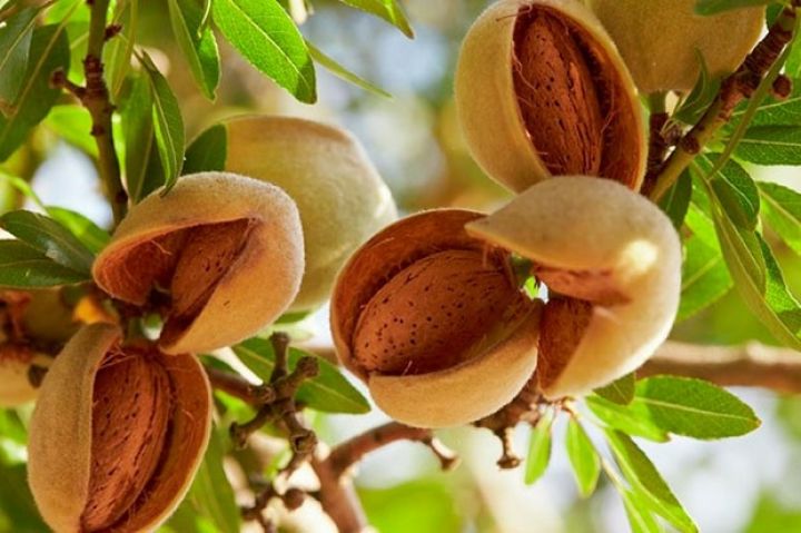 Siyəzəndə də badam bağları salınıb -  200 hektar 