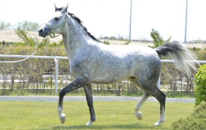 "Dilbaz" Atçılıq Təsərrüfatı yenidən qurulur