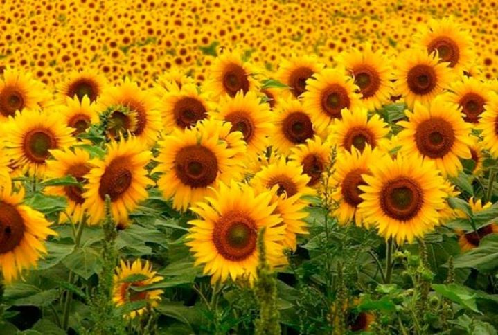 Günəbaxan sahələrinə "şala" yayılıb 