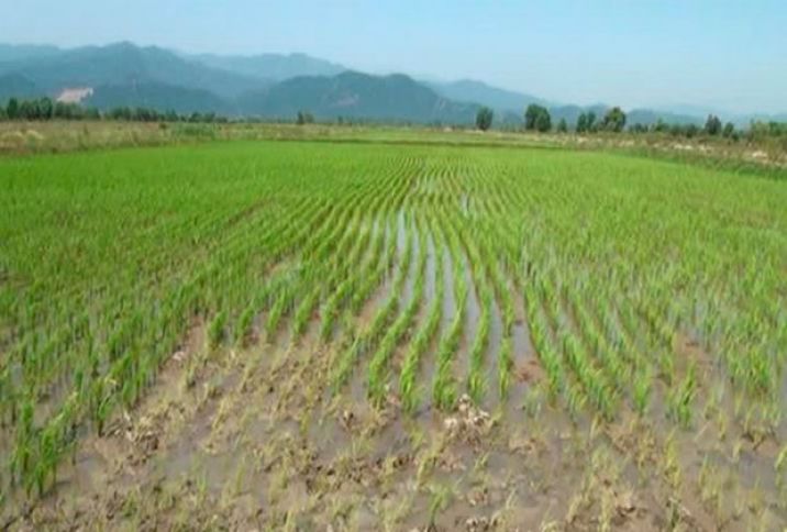 Göyçayda daha çox sahədə çəltik əkilib