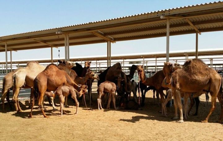 Azərbaycan dəvəçilik üçün ərəb şirkətilə danışıqlara başladı