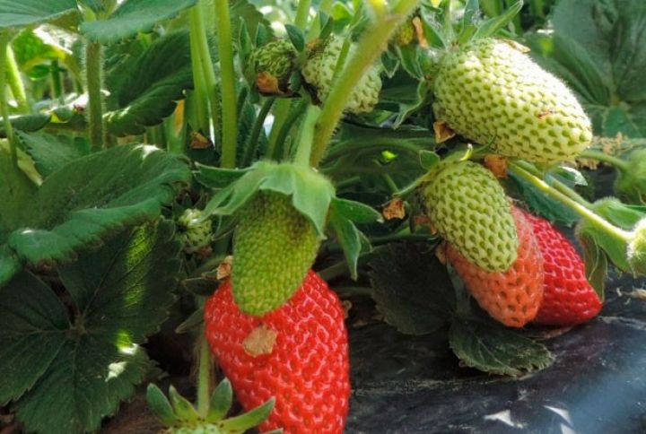 Çiyələk yığımı 10-15 gün gecikib