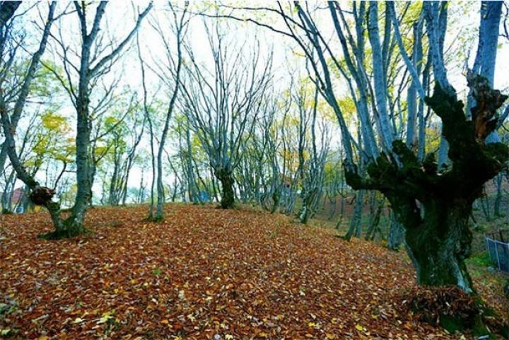 İstirahət günlərinin hava proqnozu açıqlandı