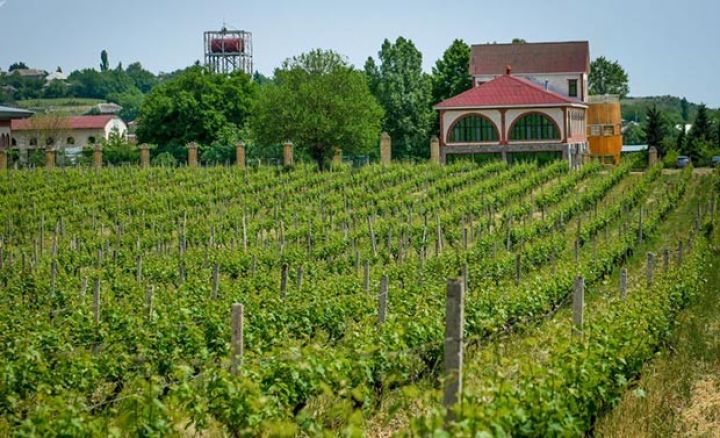 "Xarici tinglərin ölkəyə gətirilməsi yerli sortların sıxışdırılması ilə nəticələnir"