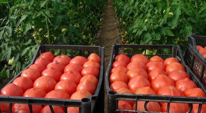 İstixana pomidoru 1 manatdan təklif edir