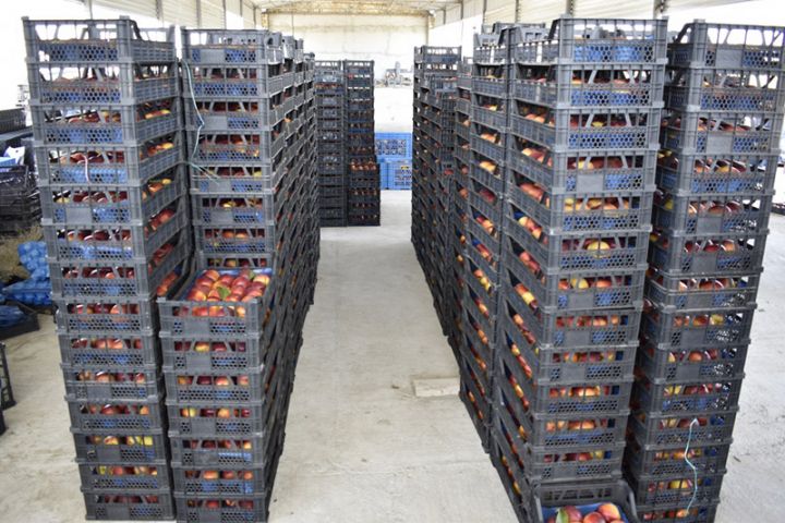 Şirvanda kənd təsərrüfatı məhsullarının  saxlanılması üçün anbar tikiləcək