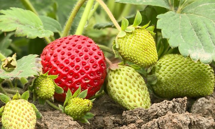 "Bu il bizdə çiyələk boldur"