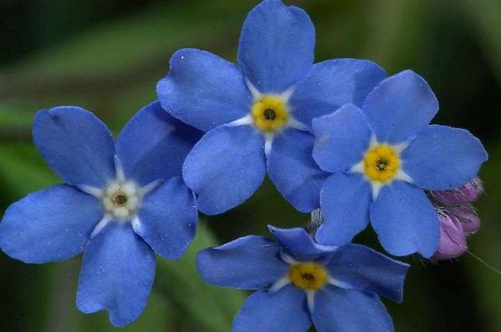 Boyayır, yeyilir, sağaldır…