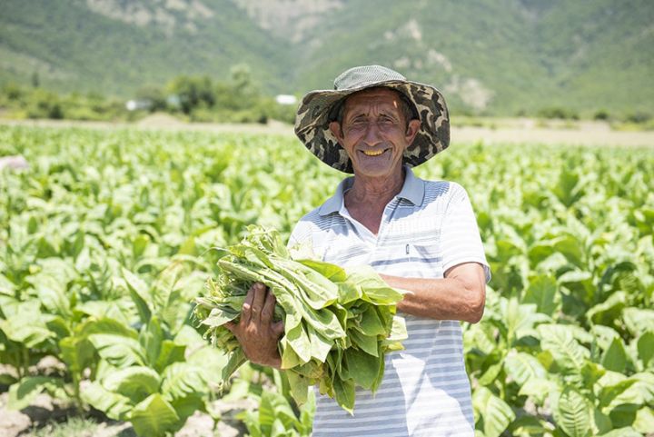 2020-ci ildə tütünçülükdə orta məhsuldarlıq göstəriciləri yüksəlib