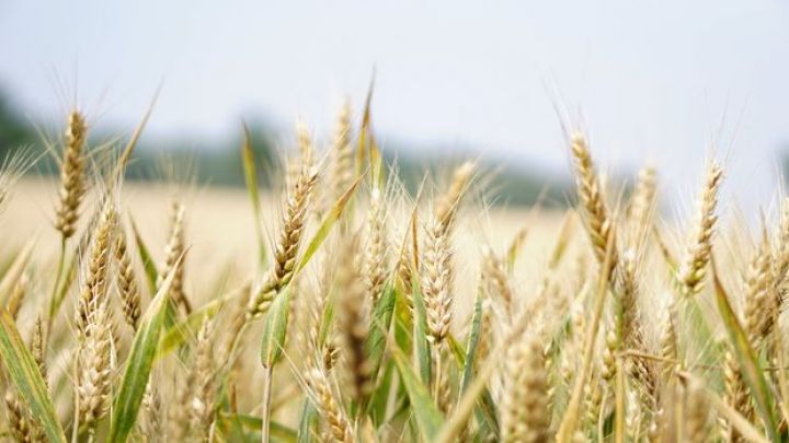 Qlobal qida qiymətləri Sentyabrda artıb