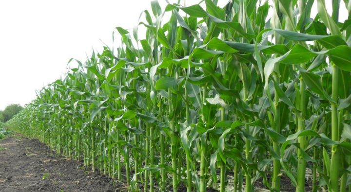 "Aqroservis" qarğıdalı əkinləri üçün texnikalar alır - 5,8 MİLYON MANATLIQ MÜQAVİLƏ