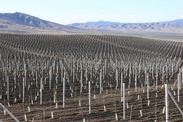 Aqropark yeni meyvə bağları salacaq