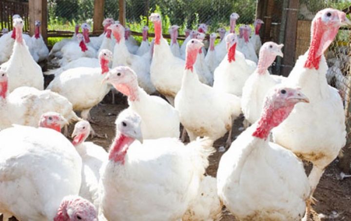 50,3 milyon dollarlıq "hind quşu əti" biznes planı