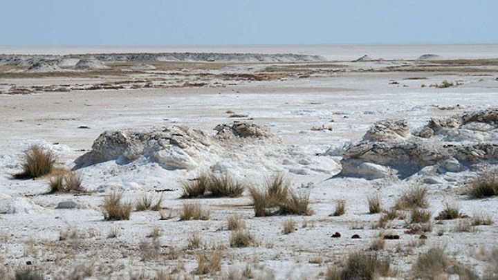 Azərbaycanda şoran torpaqların istifadəsi metodları hazırlandı