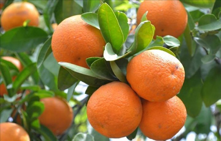 “Azərbaycanda sitrus meyvə bitkilərinin məhsuldarlığı çox aşağıdır”