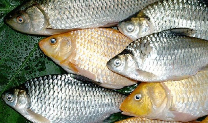 "Xəzərin sahillərində yerləşirik, özümüzü balıqla təmin edə bilmirik" - PREZİDENTDƏN TAPŞIRIQ