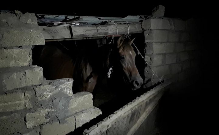 Atların kəsim üçün saxlanıldığı ferma aşkarlandı