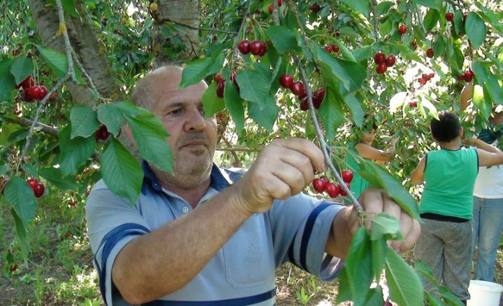 "Bu il bol məhsul yetişdiyindən qiymətlər ucuzdur"
