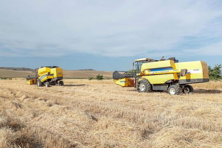 Taxıl sahələrinin 31 faizində biçin başa çatıb