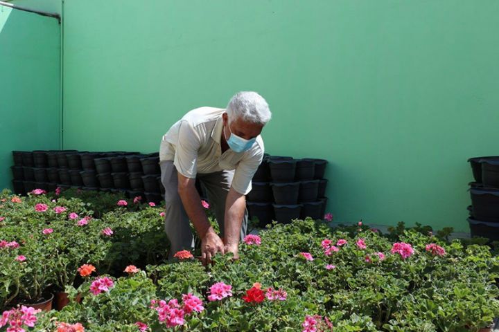 “Çiçəklənən Abşeron” layihəsi Novxanıda