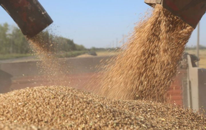 2021-ci ildə aqroparklarda 138 min ton buğda istehsal olunub