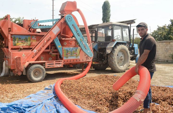 Məhsul yığımının qızğın çağıdır, kiloqramı 3-3,5 manata alınır