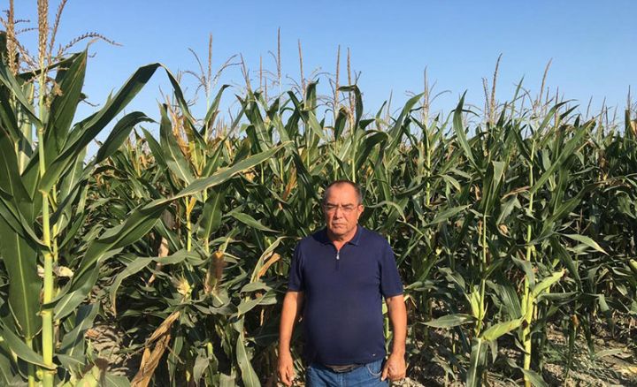 Taxıl biçinindən sonra qarğıdalı əkini aparıb - “Ayın fermeri” seçildi