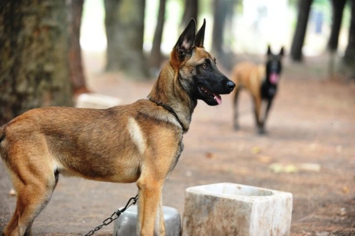 “PAŞA Bank”ın ayırdığı pul ilə Azərbaycana xüsusi təlim keçmiş 30 it gətirildi