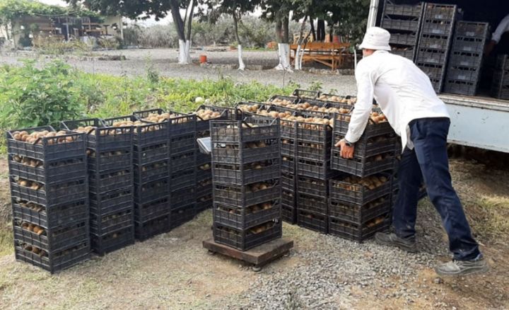 Bu il Lənkəranda yığımına tez başlanılıb, kiloqramı 1,5 manatdan Ukraynaya daşınır