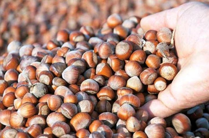 Azərbaycanın İtaliyaya ixrac etdiyi fındıq geri qaytarılıb