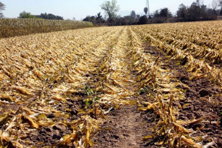 Aqrar sığorta üzrə təminat verilən risklərin siyahısı genişləndirilib