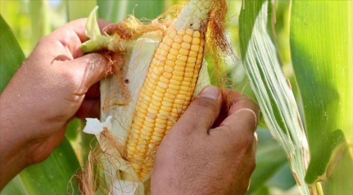 Azərbaycanda qarğıdalı əkinlərinin güzəştli sığortası başlayıb – ŞƏRTLƏR, MƏBLƏĞLƏR, MİSALLAR