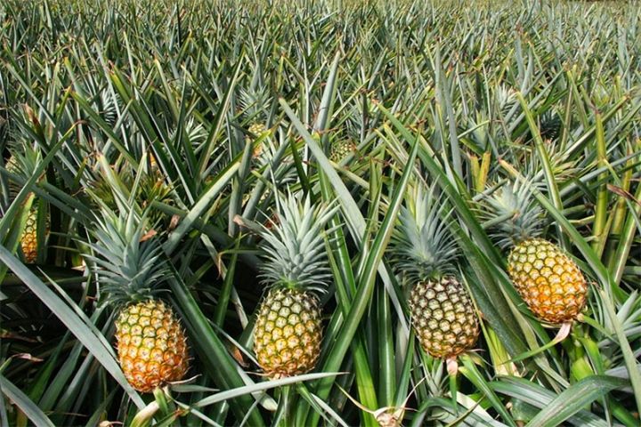 Çindən Tayvana "ananas" qadağası