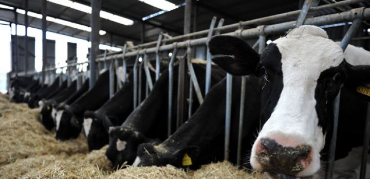 Ölkəmizdə heyvan xəstəliklərindən azad zonanın yaradılması ilə bağlı tədbirlərə başlanılıb