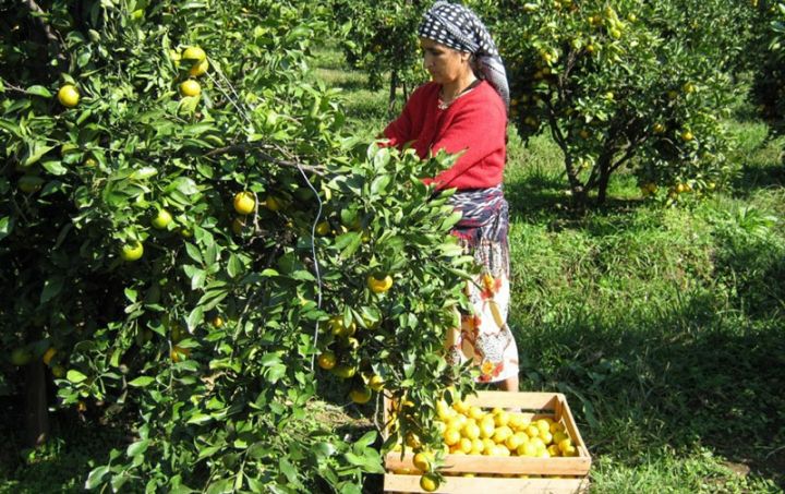 Astaranın feyxoa və narıngi bağlarında məhsuldarlıq aşağıdır