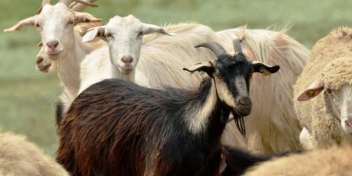 Azərbaycanda ilk dəfə keçilərin 50% güzəştlə sığortası başlayıb