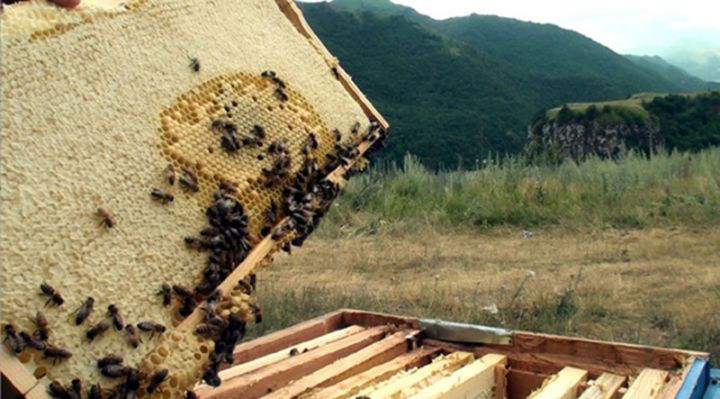 Kəlbəcərdə ilk bal süzümü aparılıb, bol məhsul əldə olunub