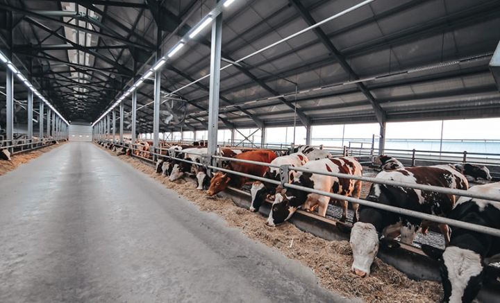 Azərbaycanda ictimai ferma yaradılacaq