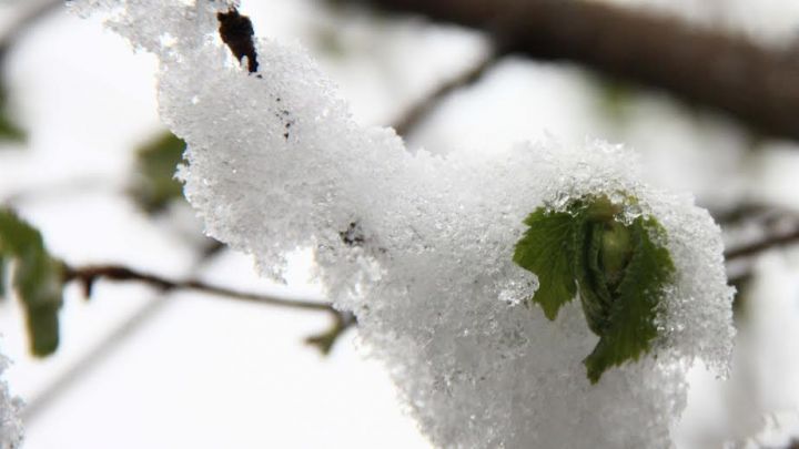 Aqrar Sığorta Fondu fermerlərə müraciət etdi: “Sığortanız varsa narahat olmayın”
