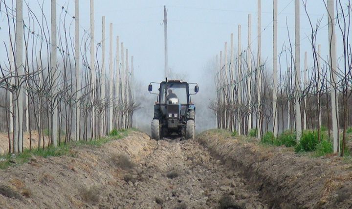 Saatlıda Türkiyədən gətirilən heyva növü yetişdirilir - İlk ilində 250 tona yaxın məhsul gözlənilir