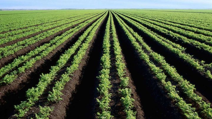 10 min manat sərmayə ilə aqropark şirkəti yaradılıb