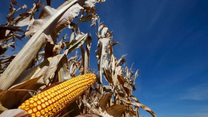 Kənd təsərrüfatı məhsullarının qiymətlərinin bu il yüksək qalacağı gözlənilir