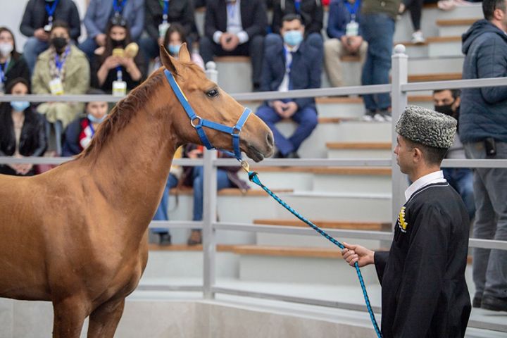 Qiyməti 30 min manat olan “Sultan” hərracda satılmadı