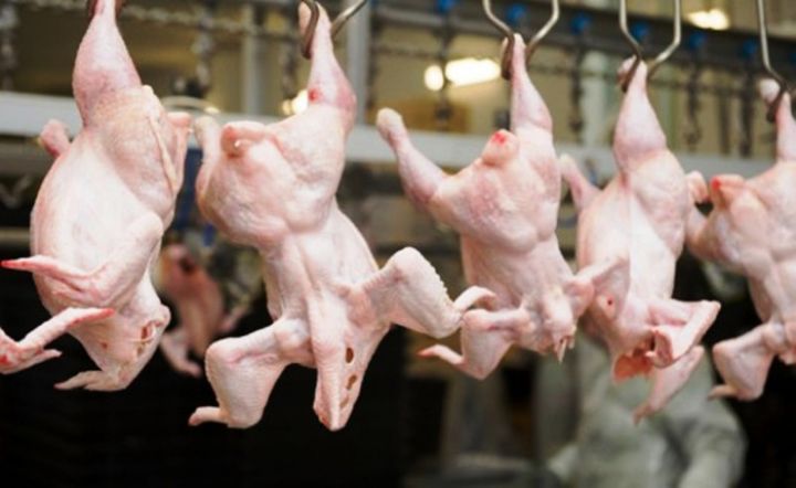 "İdxal olunan toyuqları “Siyəzən”, “Şəfa”, “Səba”, “Mərcan” adları altında satışa çıxarırlar"